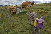 Beauté des vaches Aubrac sur le plateau de l'Aubrac