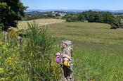 Plateau de l'Aubrac