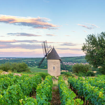 Trek - Bourgogne Grand Cru