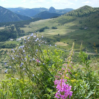 Trek - Auvergne : Massif du Mézenc