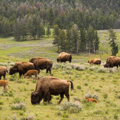 La Lozère en famille au pays des loups, des bisons, des cerfs et des vautours