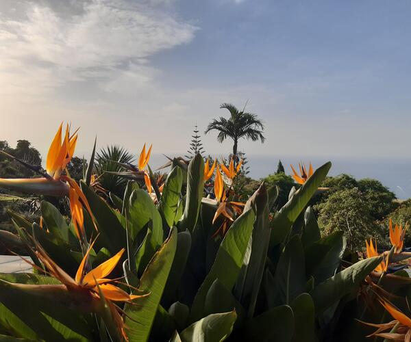 Portugal : Île de Madère les trésors de l'Atlantique