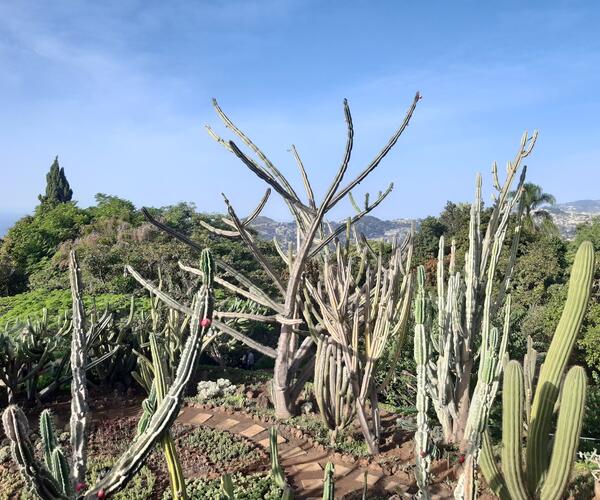 Portugal : Île de Madère les trésors de l'Atlantique