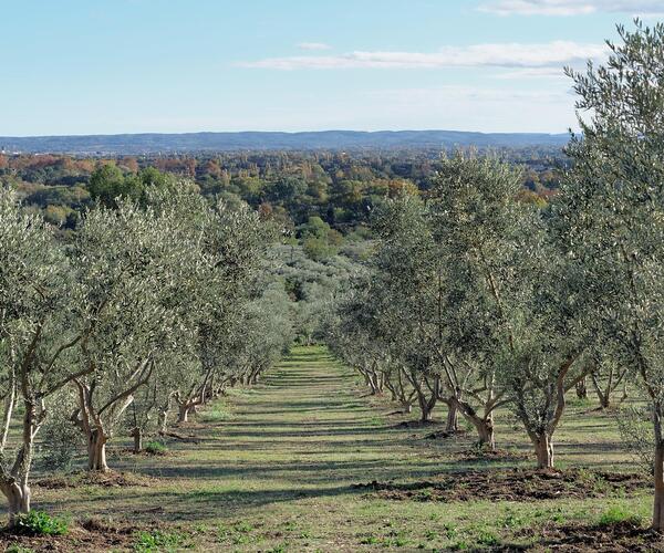 L'essentiel des Alpilles 
