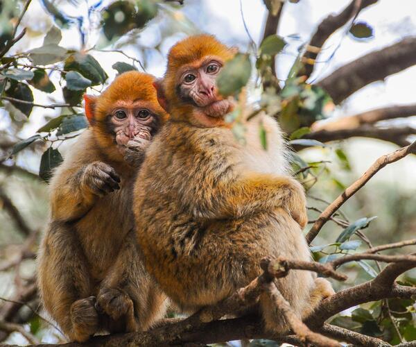 Maroc : Remise en forme et Villes Impériales