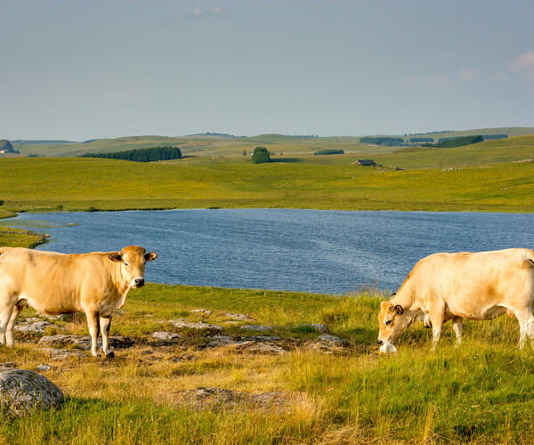 Tour de l&#039;Aubrac via La Baume et le Col de Trebatut