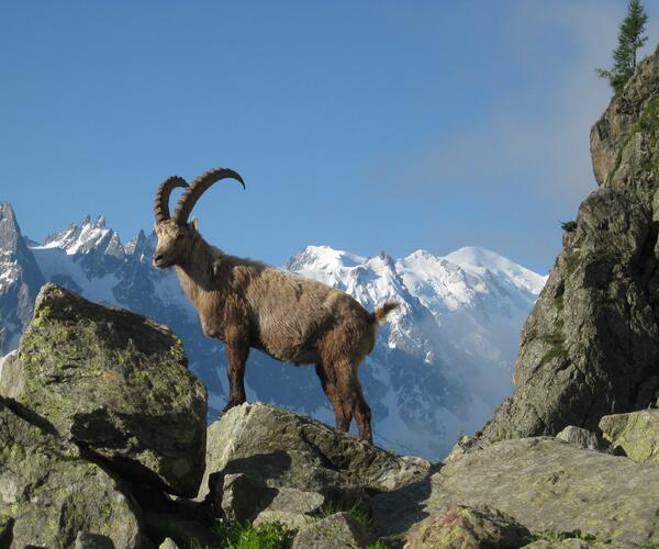 Alpes : Les Panoramas du Mont-Blanc