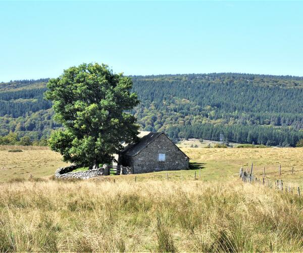 Auvergne : Les Noisettes Sauvages, autour de Saugues