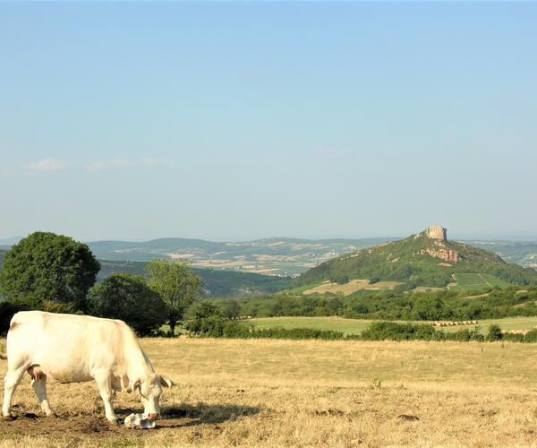 Bourgogne du Sud