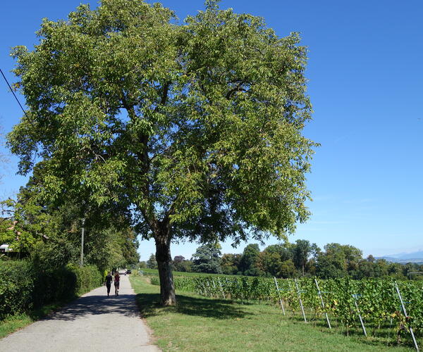 Sur les pas des Huguenots : Genève - Yverdon (Suisse)