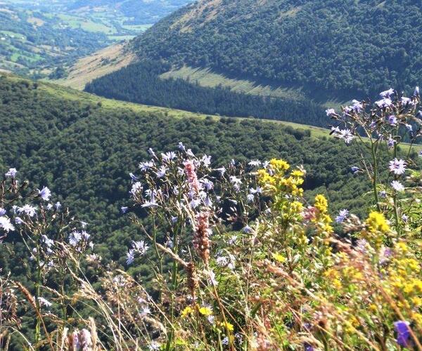 Auvergne : Les Monts du Cantal