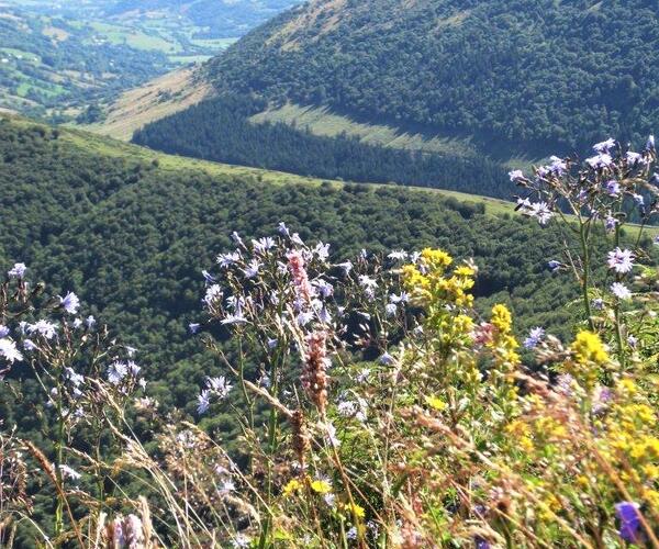 Auvergne : Les Monts du Cantal