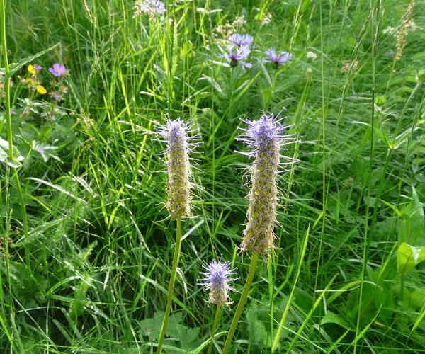 Alsace et Hautes-Vosges