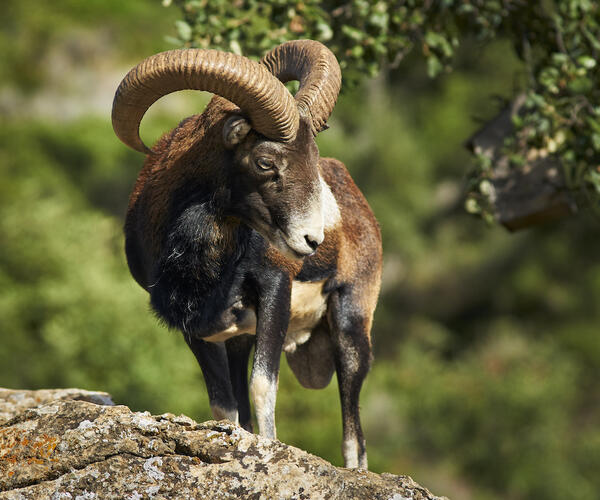 Hérault : Le haut Languedoc