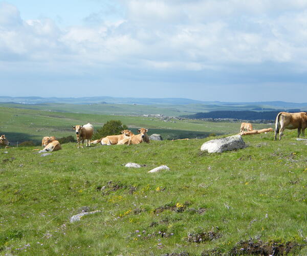 Tour de l&#039;Aubrac via La Baume et le Col de Trebatut