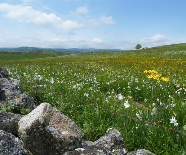 Tour de l&#039;Aubrac via La Baume et le Col de Trebatut