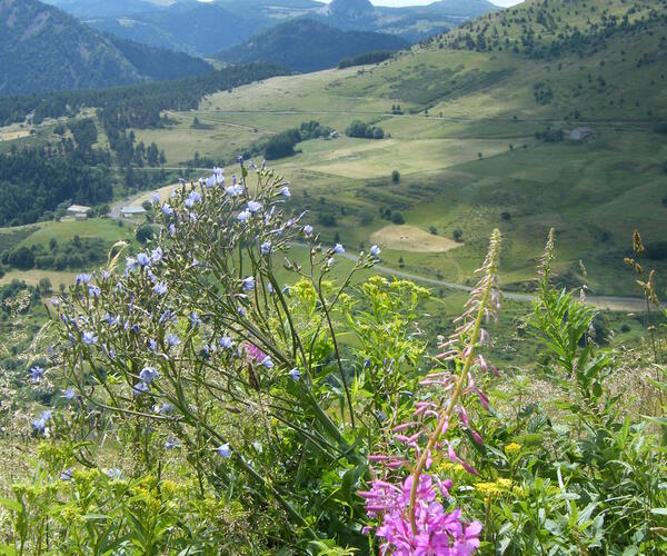 Auvergne : Massif du Mézenc