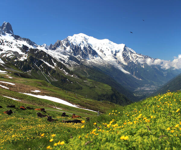 Alpes : Le Mont Blanc en liberté