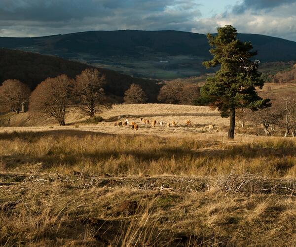 La Lozère : itinérance de Margeride en Vivarais