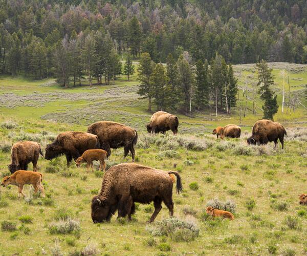 La Lozère en famille au pays des loups, des bisons, des cerfs et des vautours