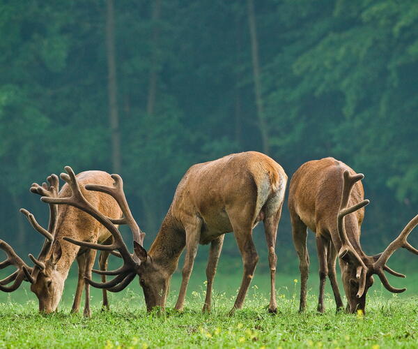 La Lozère en famille au pays des loups, des bisons, des cerfs et des vautours