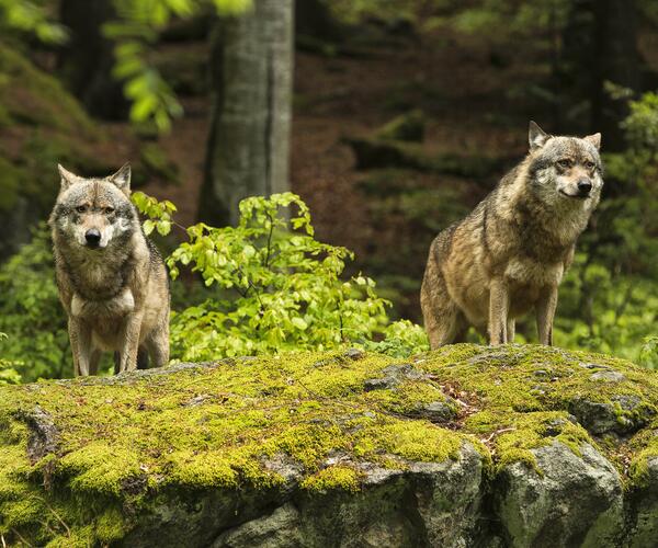 La Lozère en famille au pays des loups, des bisons, des cerfs et des vautours