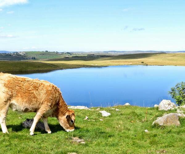 Lozère : Au cœur du Gévaudan entre Aubrac et Margeride