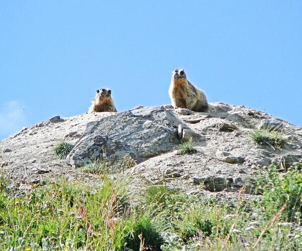 Alpes : Le Tour du Queyras en formule hôtel