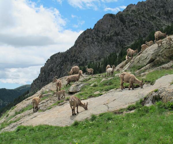 Alpes maritimes : Mercantour et Merveilles