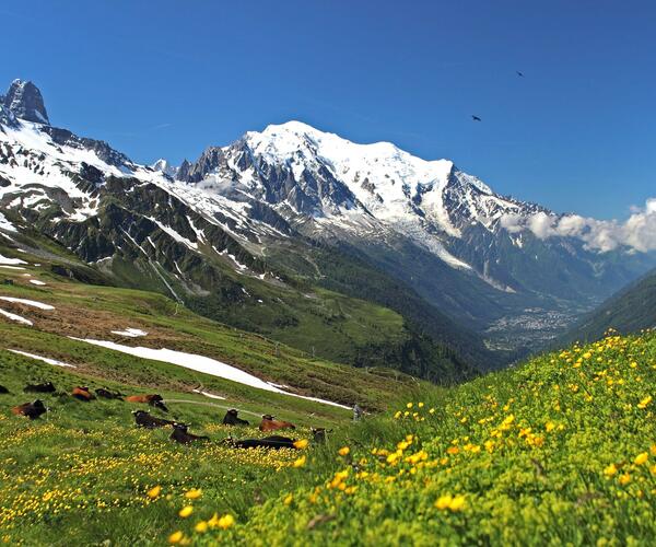 Alpes : Les Panoramas du Mont-Blanc en accompagné