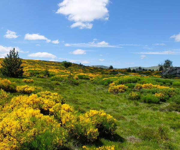 Le Puy en Velay - Saint Jean du Gard