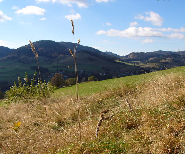 La Forêt Noire et Le Lac de Constance