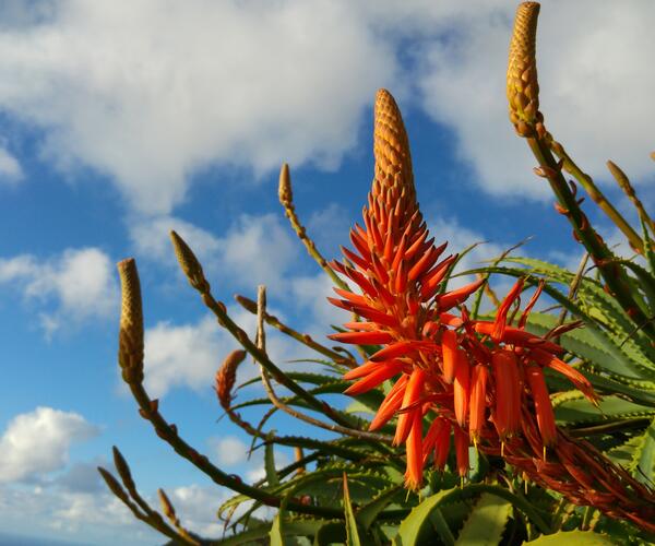 Portugal : Île de Madère les trésors de l'Atlantique