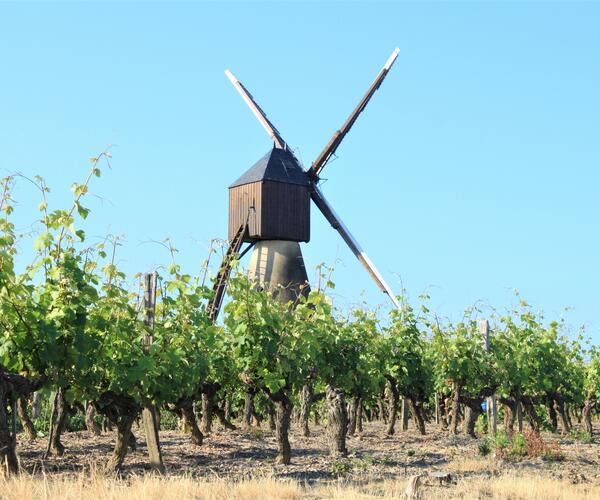 Anjou : Douceur angevine, de Loire en coteaux