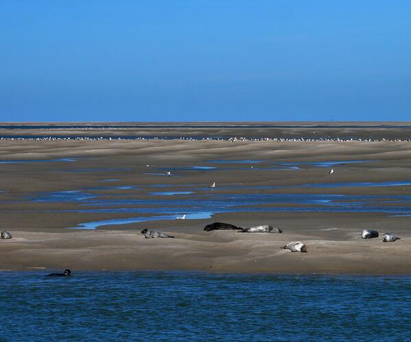 La Baie de Somme