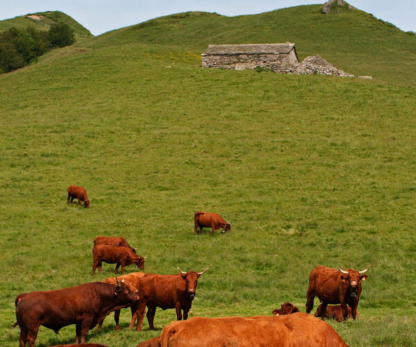 Auvergne : Les Monts du Cantal