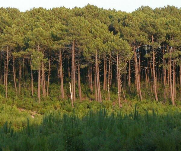 De La Réole à Mont de Marsan