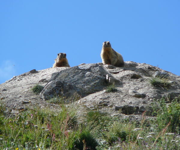 Hautes Alpes : Le Queyras