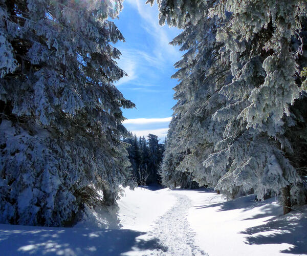 Alpes : Vercors, les essentiels du tour en raquettes