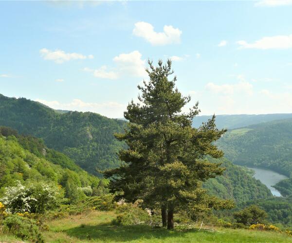 Auvergne : Vallée et Gorges de l&#039;Allier, de Saint-Cirgues au Pont d&#039;Alleyras