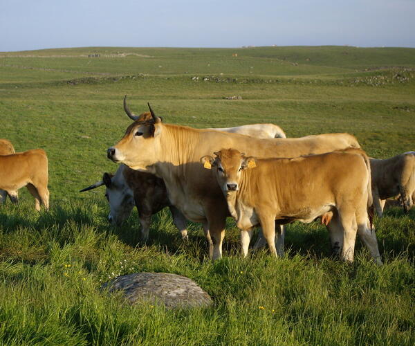 Aubrac et Margeride en VTT à Assistance Electrique