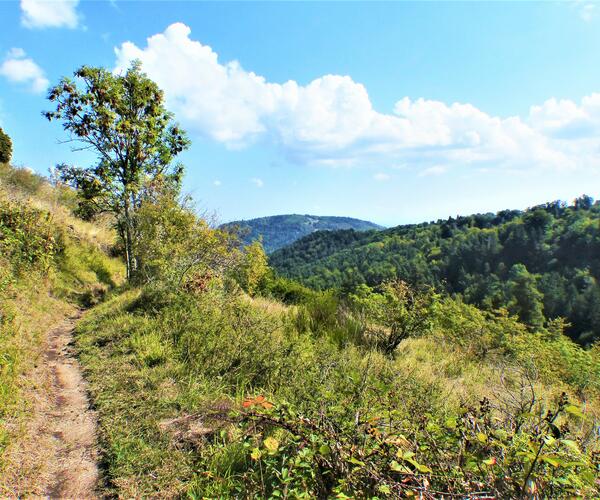 Auvergne : Massif du Sancy en étoile