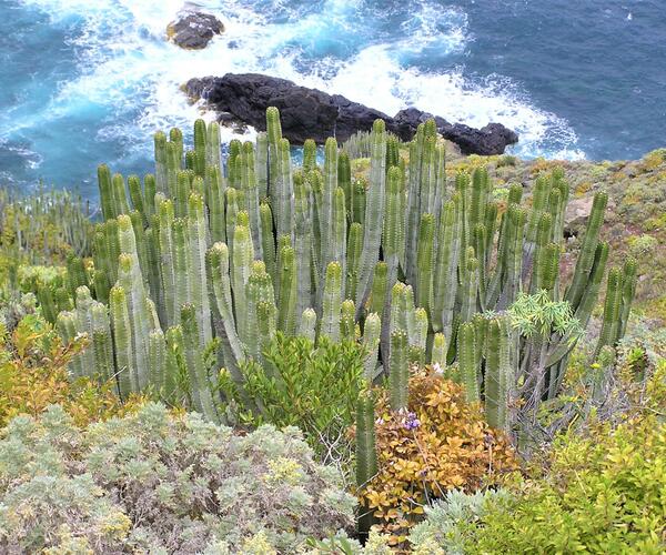 Espagne Canaries : Île de Tenerife