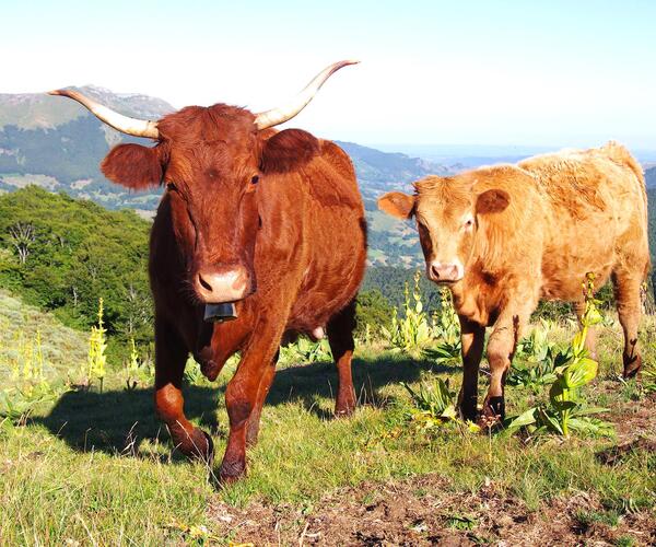 Auvergne : Les Monts du Cantal