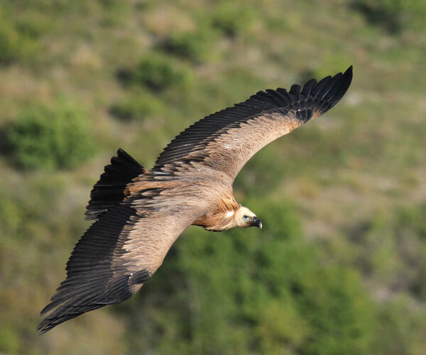 Cévènnes et Gorges du Tarn à vélo