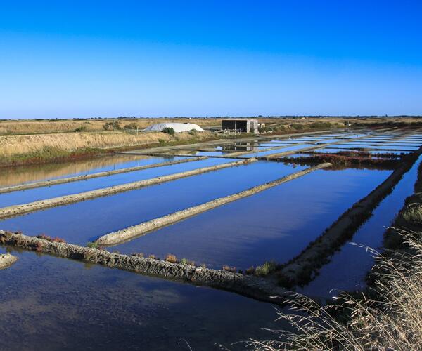 Les îles de Vendée: Yeu et Noirmoutier