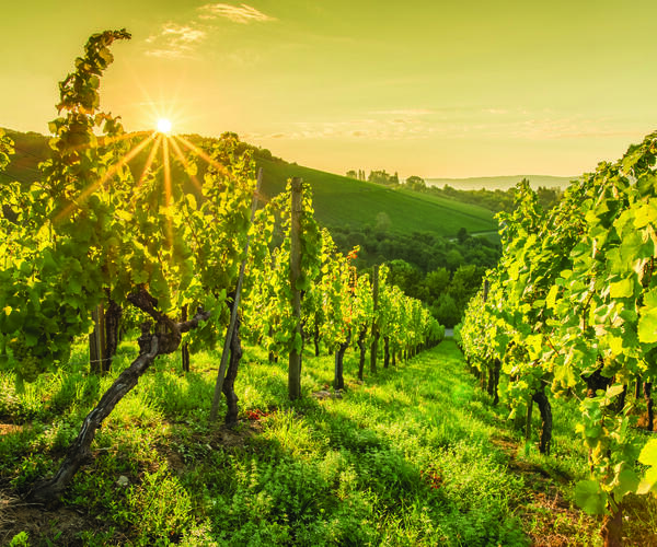 Rhône-Alpes : Tour du Beaujolais