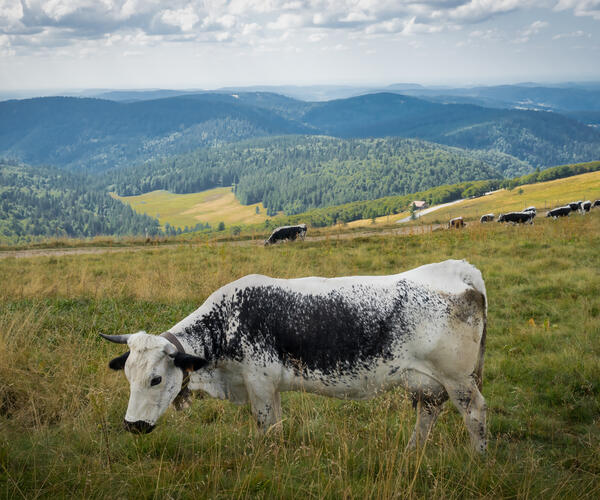 Vosges - Alsace : Traversée des Hautes-Vosges