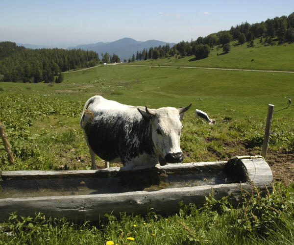 Vosges - Alsace : Traversée des Hautes-Vosges