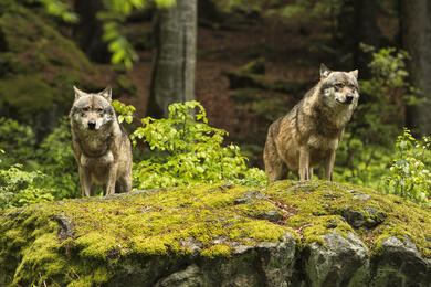 La Lozère en famille au pays des loups, des bisons, des cerfs et des vautours